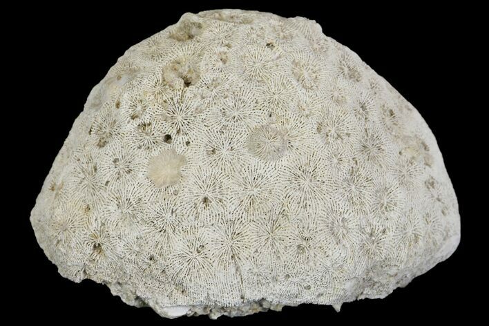 Jurassic Coral Colony Fossil - Germany #157333